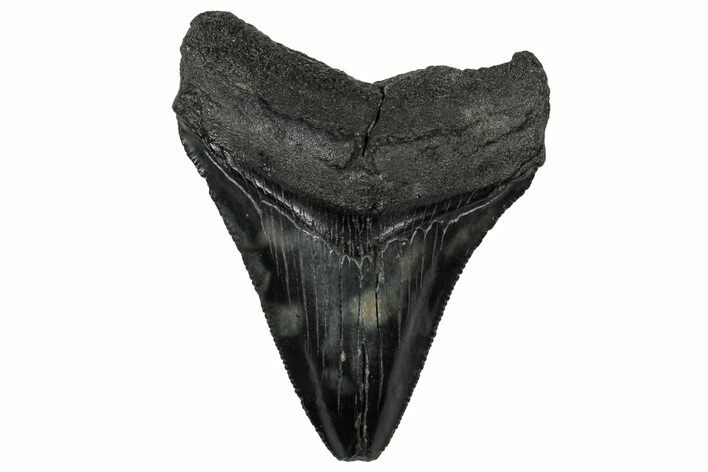 Serrated, Fossil Megalodon Tooth - South Carolina #301835